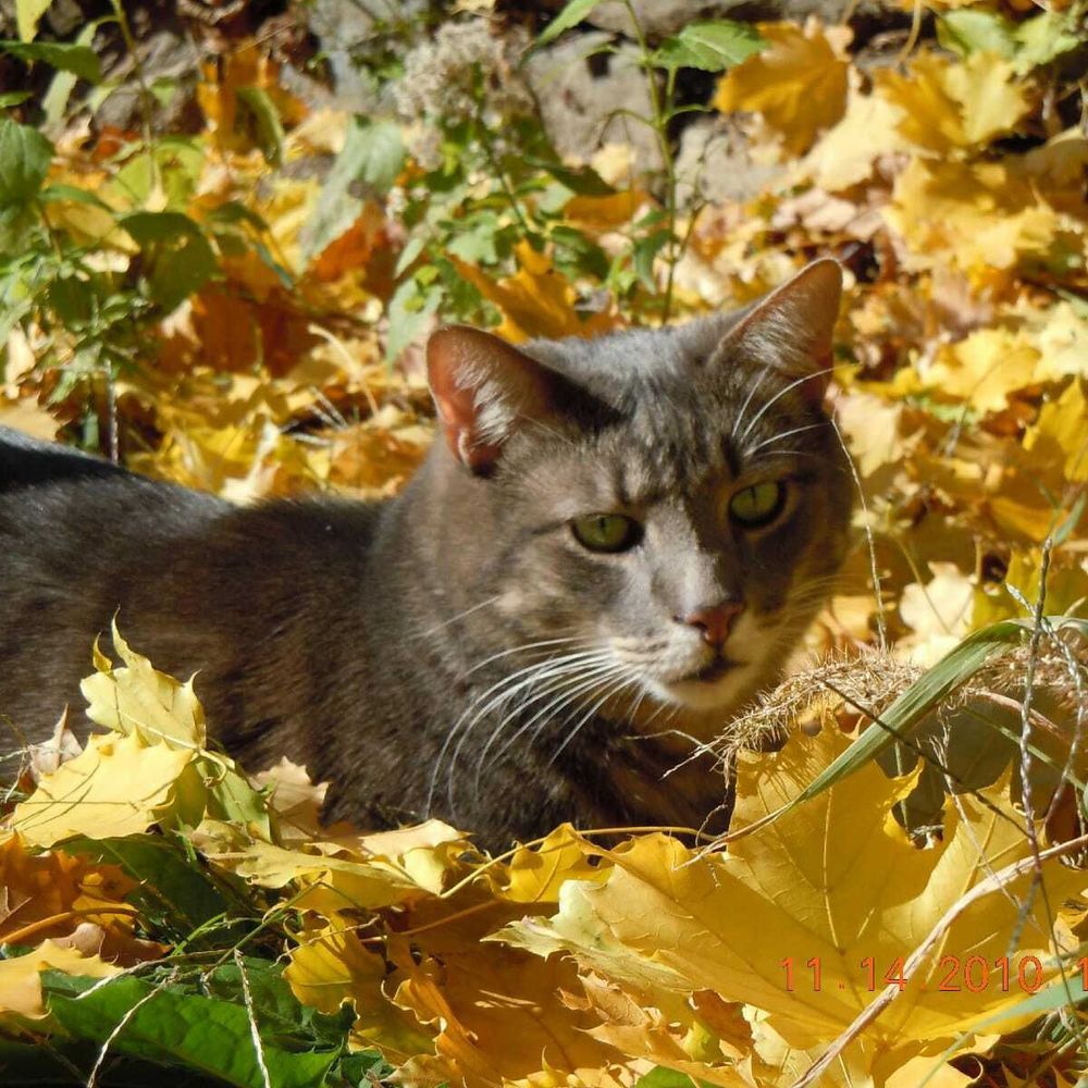 Meet your Posher, Ada